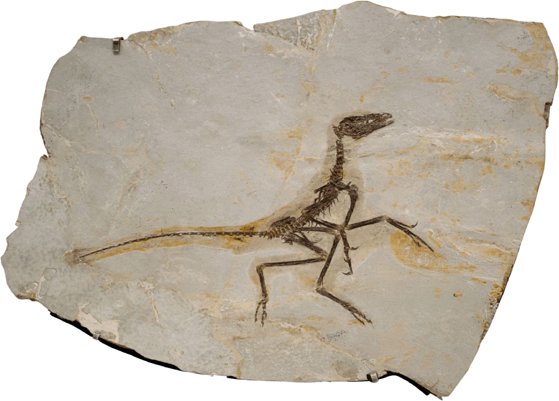 Fosilă de dinozaur